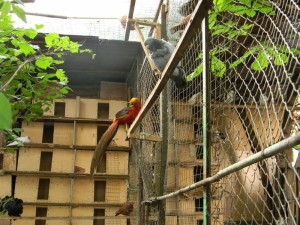 25 Двор-зоопарк