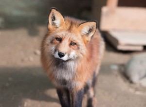 31 Зоопарк «Экзотик Парк»