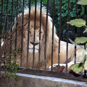 Контактный зоопарк «Зооландия»