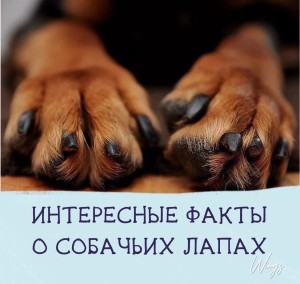 Зоо идеал на Площади Победы