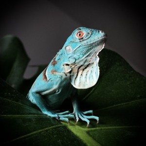 35 Игуана на Улице 1905 года