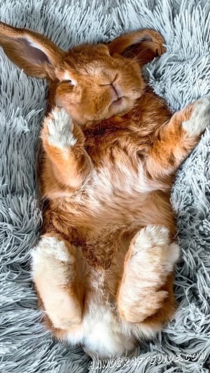 Petshop.ru на Савеловской