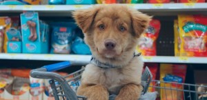 50 Баламут на Тимирязевской