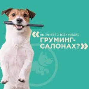 Четыре лапы на Октябрьском поле
