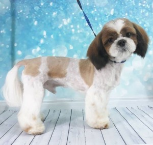 Berry Grooming, Груминг-студия