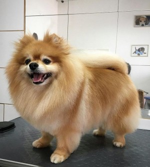 Зоосалон 'MiniON' груминг салон 