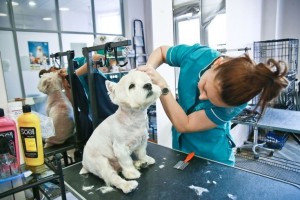 16 Зоосалон на Пресне