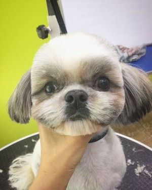 Груминг салон Pet SPA Peach 