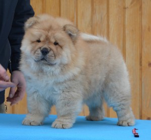 The Dog Club на Зорге