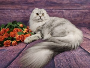 Kalistofius Cats на Щукинской