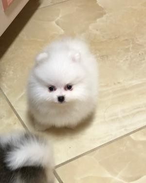 My Sports Dog на Кожуховской