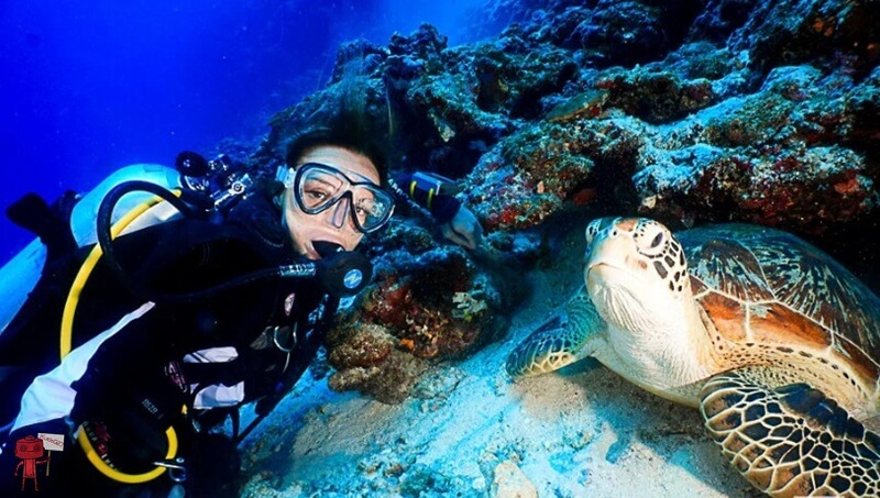 Dive Club Черепаха