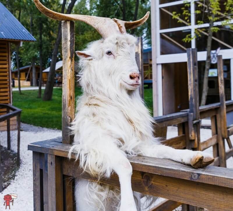 Городская Ферма на ВДНХ