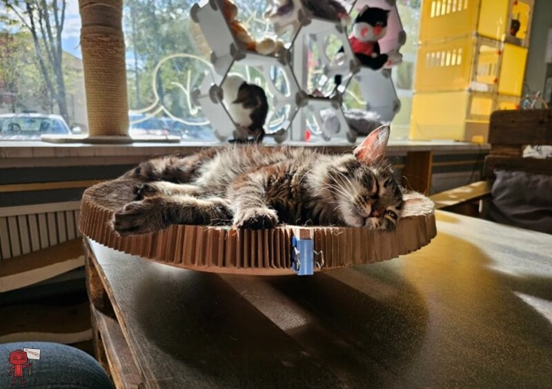 Котокафе «Мурчашка»